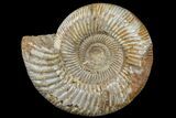Jurassic Ammonite (Perisphinctes) Fossil - Madagascar #165996-1